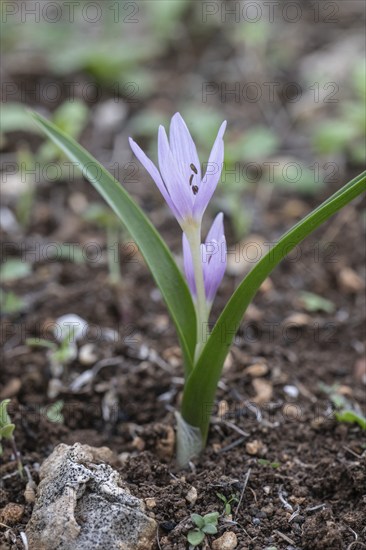 Colchicum cupanii (Colchicum cupanii), Sicily, Italy, Europe