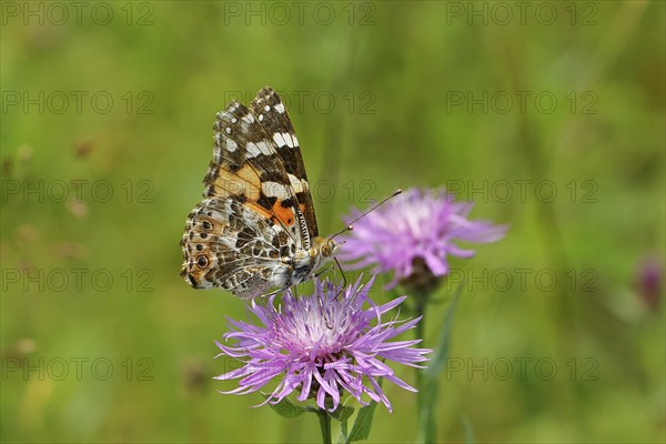 Thistle butterfly (Vanessa cardui, Cynthia cardui) on flower of the meadow knapweed (Centaurea