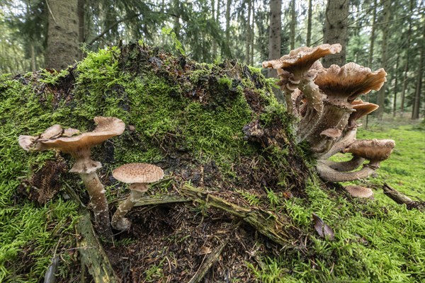 Armillaria polymyces (Armillaria ostoyae), Emsland, Lower Saxony, Germany, Europe