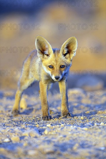 Arabian red fox, (Vulpes vulpes arabica), young animal, foraging, biotope, pup, Jabal Samhan,