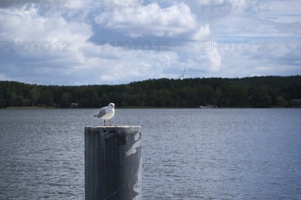 Möwe am Scharmützelsee, Wendisch-Rietz, Brandenburg, Germany, Europe