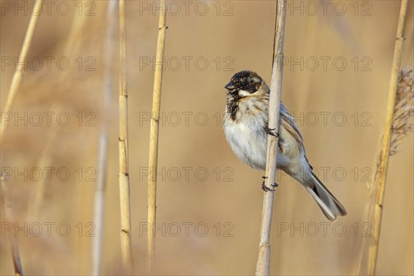 Reed bunting, reed sparrow, sparrow family, (Emberiza schoeniclus), perching station, Hockenheim,