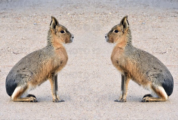 Pampas hare, (Dolichotis patagonum), Mara, subfamily of guinea pigs, rodents, montage, Argentina,