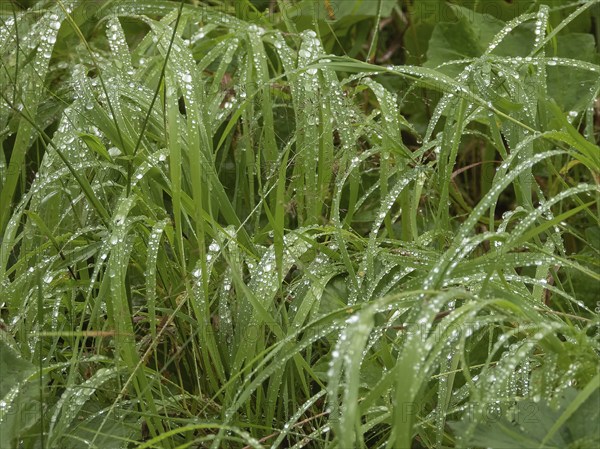 Raindrops on grass, Norway, Troms, Tromsö, Tromsø, weather, raindrops, water drops, plants, grass,