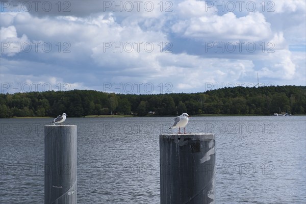 Seagulls at Scharmützelsee, Wendisch-Rietz, Brandenburg, Germany, Europe