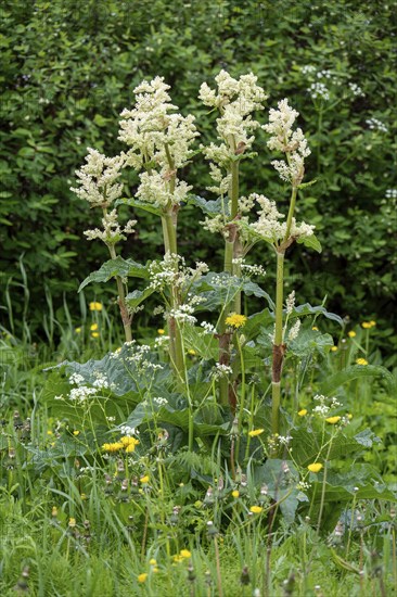 Flowering rhubarb, (Rheum rhabarbarum), plant, food, flowers, Tromsø, Troms, Norway, Europe