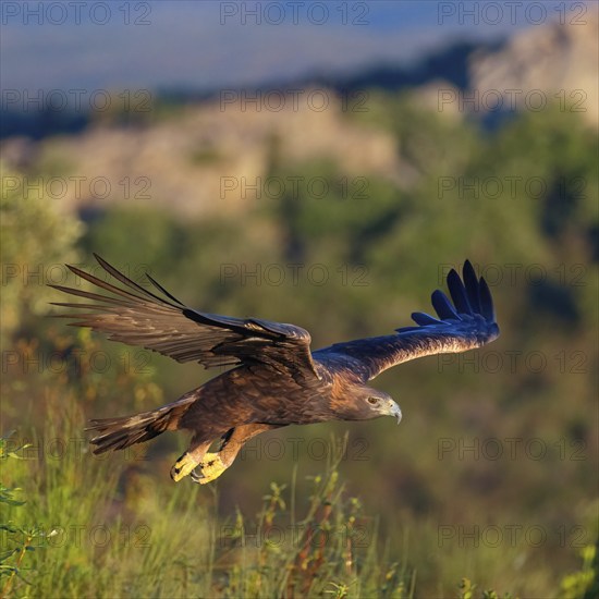Golden Eagle, (Aquila chrysaetos), bird of prey, family of hawk-like birds, flight, biotope,