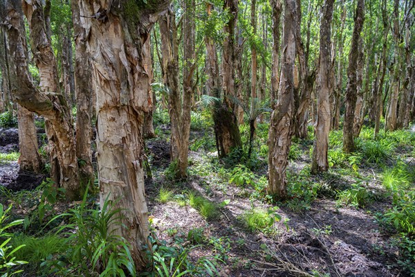 Paper Bark tree, Paper bark tree (Melaleuca quinquenervia), Black River Gorges National Park,
