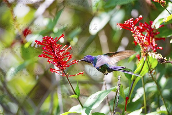 Fork-tailed Hummingbird (Eupetomena macroura) Pantanal Brazil