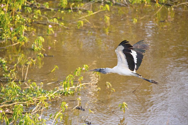 Forest stork (Mycteria americana) Pantanal Brazil