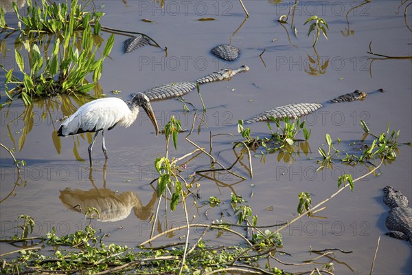 Forest stork (Mycteria americana) Pantanal Brazil