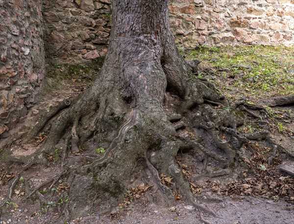 Roots from a tree in the courtyard of Auerbach Castle on the Bergstrasse, Bensheim, Hesse, Germany,