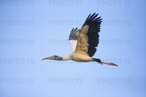 Forest stork (Mycteria americana) Pantanal Brazil