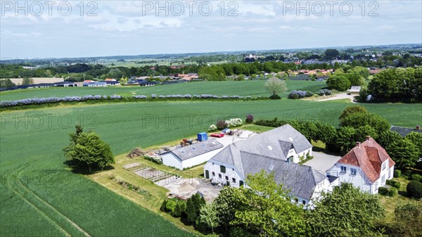 Farm in Denmark with living house, barn and other buildings. Green agricultural fields with wheat