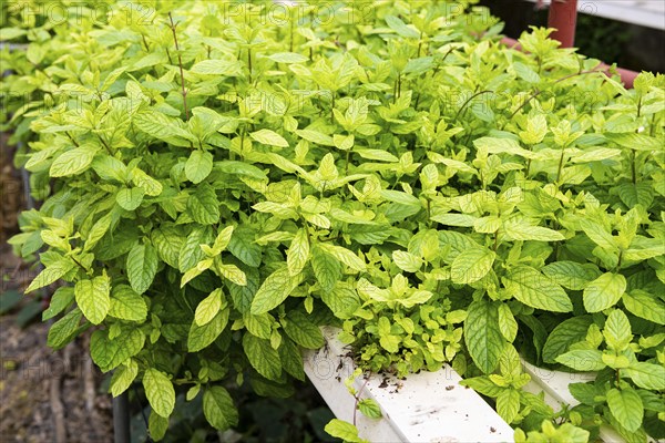 Mint in aquaculture, Indian Ocean, island, Mauritius, Africa