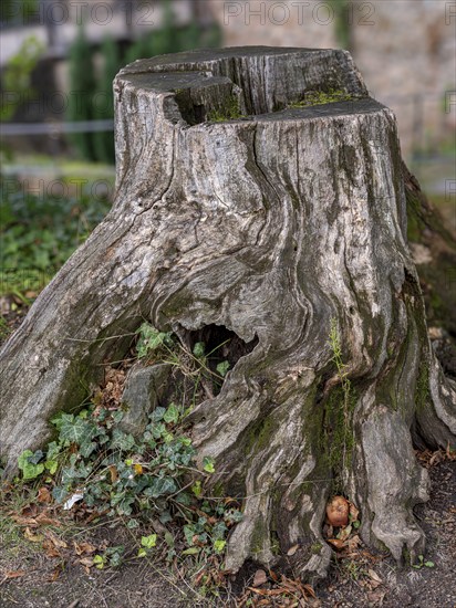 Tree stump in the courtyard of Auerbach Castle on the Bergstrasse, Bensheim, Hesse, Germany, Europe