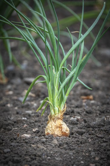 Gardening Image Of A Shallot Onion In The Earth