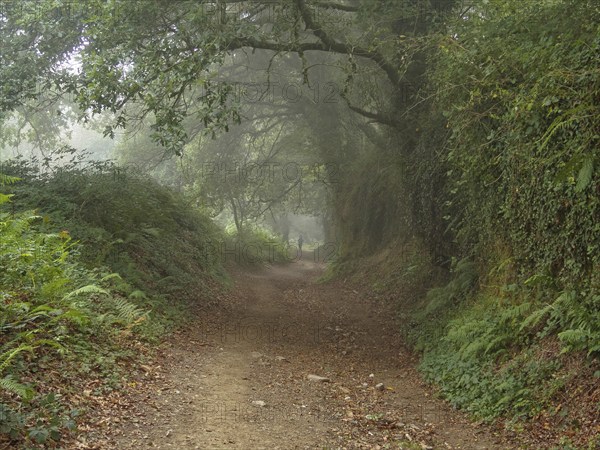 A Camino pilgrim disappears in the morning fog, Montan, Galicia, Spain, Europe