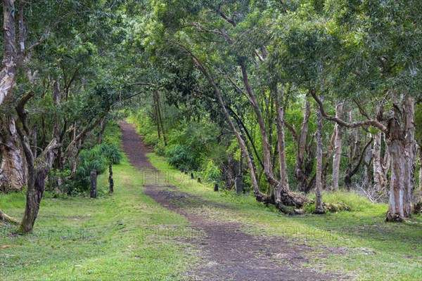 Hiking trail, Black River Gorges National Park, Biosphere Reserve, Bel Ombre, Indian Ocean, island,
