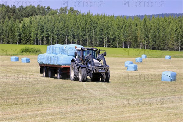 Transporting green plastic wrapped silage bales from hay field to storage with Valtra tractor and