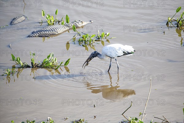 Forest stork (Mycteria americana) Pantanal Brazil