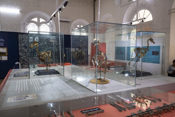 Dodo or drone, more rarely doudo or dudu (Raphus cucullatus), extinct 17th century, national bird,