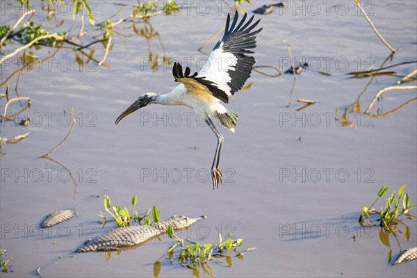 Forest stork (Mycteria americana) Pantanal Brazil