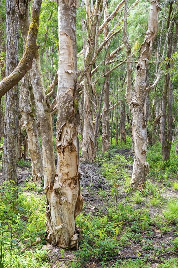 Paper Bark tree, Paper bark tree (Melaleuca quinquenervia), Black River Gorges National Park,