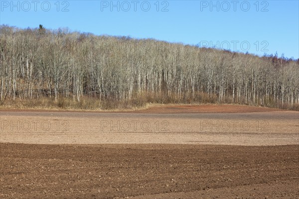 Harrowed field at the forest in spring
