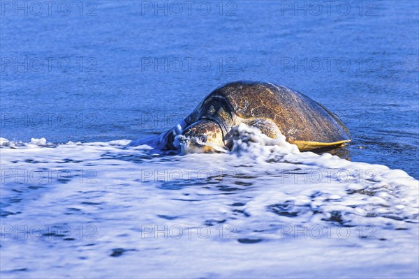 Olive ridley sea turtle coming out of the water on a beach