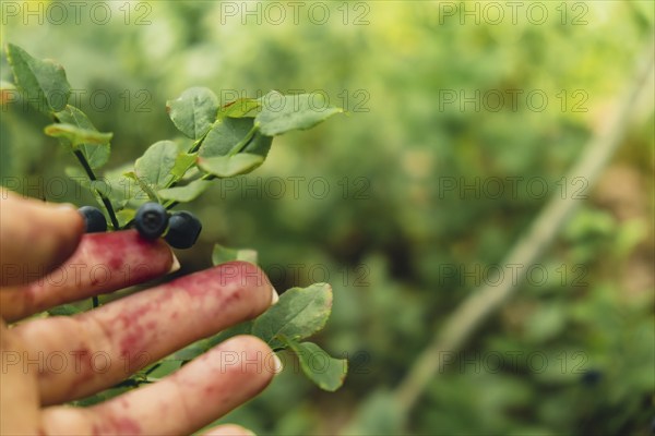 Female hand collecting picking Blueberries in the forest with green leaves and bushes in the