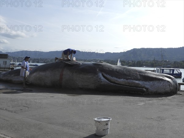 Switzerland: A stranded whale lies on the shore of Lake Zurich. A campaign by the IWA