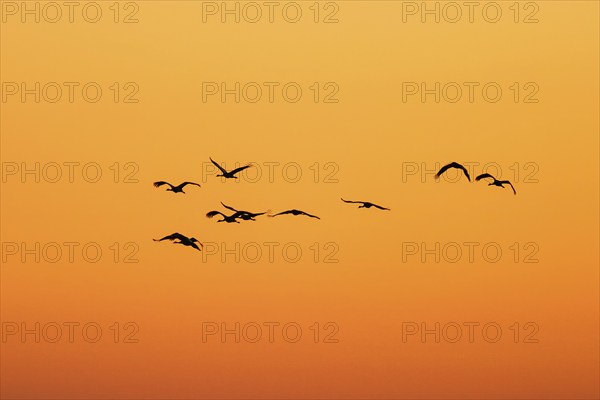 Crane flying in silhouette against the sunset sky
