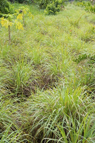 Lemon grass (Cymbopogon, citratus), Indian Ocean, island, Mauritius, Africa