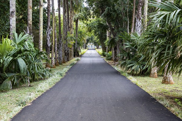 Hiking trails, palm trees, Sir Seewoosagur Ramgoolam Botanical Garden, SSR Botanical Garden, also