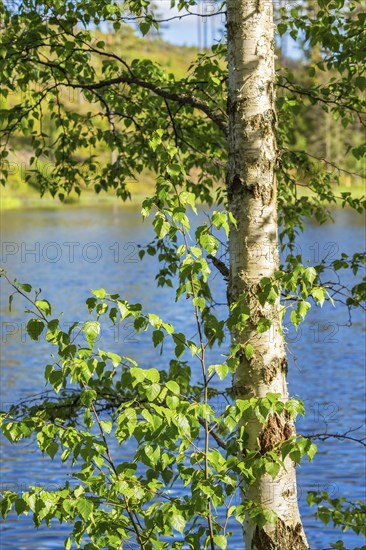 Birch tree trunk with leaves on the branches