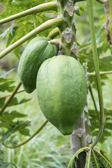 Pawpaw (Carica papaya), Indian Ocean, island, Mauritius, Africa