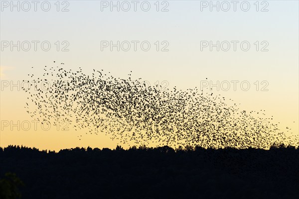 Sunset with a large flock of Jackdaws flying