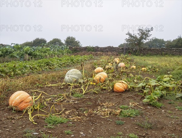 Ripe pumpkins in a veggie patch ready to be harvested, Furela, Galicia, Spain, Europe