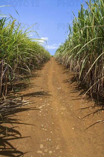 Sugar cane (Saccharum officinarum) field, Indian Ocean, island, Mauritius, Africa