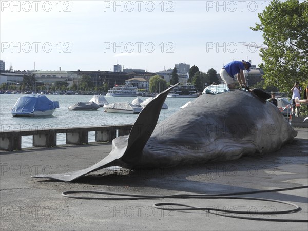 Switzerland: A stranded whale lies on the shore of Lake Zurich. A campaign by the IWA