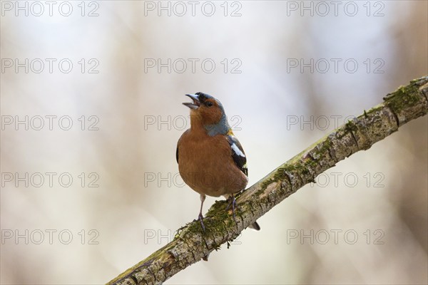 Chaffinch singing from a branch