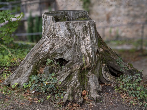 Tree stump in the courtyard of Auerbach Castle on the Bergstrasse, Bensheim, Hesse, Germany, Europe