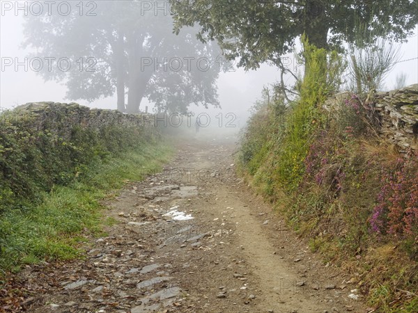 A lonely pilgrim disappears in the morning fog, San Xil, Galicia, Spain, Europe
