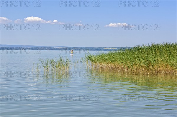 Lone surfer and reed on Lake Balaton at Szabadisosto, Hungary, Europe