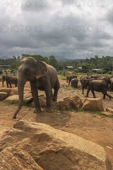 Dry subtropical landscape on an island. A family of elephants at the edge of the forest at sunset.