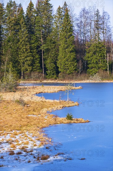 Bog at a frozen lake in winter