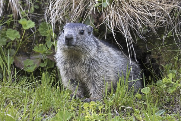 Young Alpine marmot (Marmota marmota) emerging from entrance of burrow in summer in the Alps
