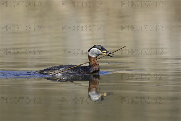 Red-necked grebe (Podiceps grisegena) (Podiceps griseigena) swimming with twig in beak for nest