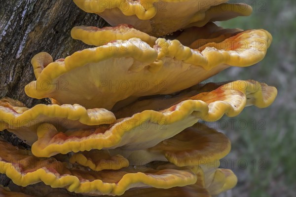 Chicken-of-the-woods, crab-of-the-woods (Laetiporus sulphureus), sulphur polypore, sulphur shelf